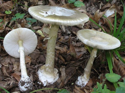 На Херсонщине семья с тремя детьми отравилась грибами