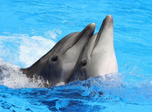 Скандал в крымском дельфинарии: дельфины и котики арестованы