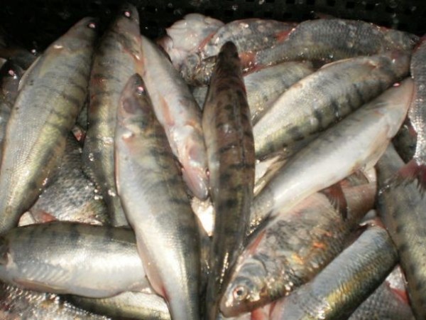 Под Мариуполем задержали браконьеров с 400 кг рыбы на борту, фото