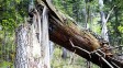 В Киеве в результате падения дерева на автомобиль погибла 5-летняя девочка