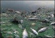 Мор рыбы в Азовском море из-за жары