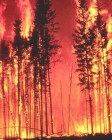 В Донецкой области сгорел лес