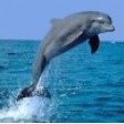 В Ялте задержан браконьерский катер с дельфином на борту! 