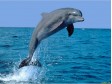 Возле Мариуполя задержаны браконьеры, поймавшие в сети дельфина