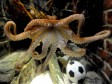 Великий предсказатель осьминог умер в аквапарке "Зеелайф" в Германии