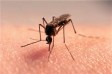 Комары заражают мариупольцев экзотической болезнью
