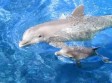В Одессе родился дельфиненок, видео
