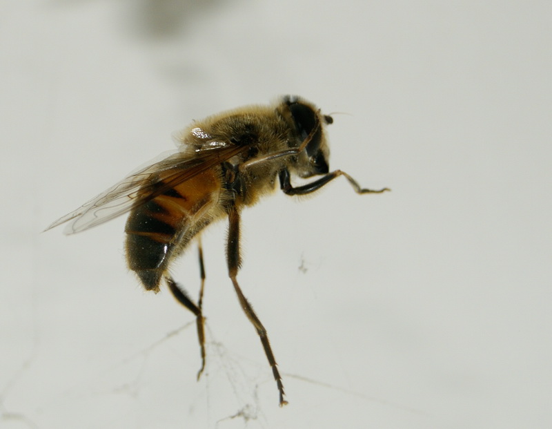 Йа пчела | Фотогалерея, Мариуполь