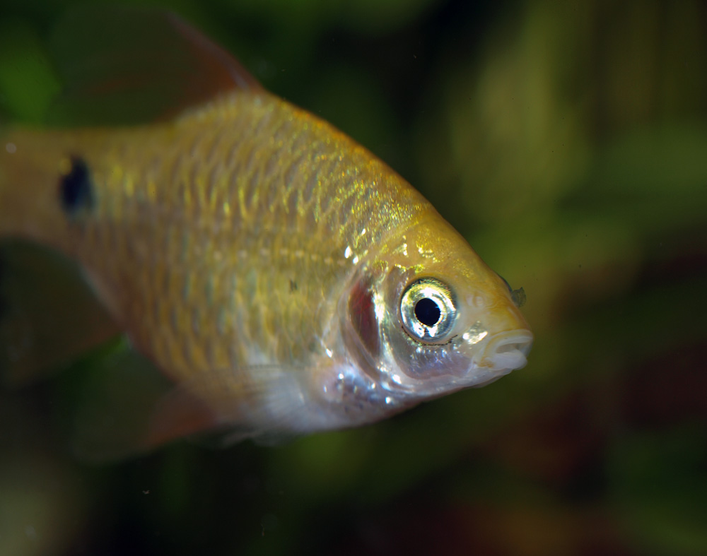 Золотая рыбка | Фотогалерея, Мариуполь