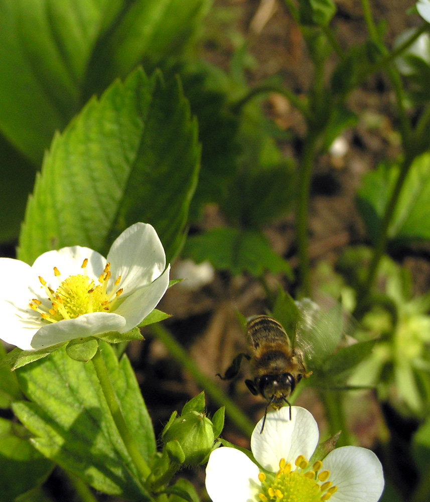 О том, как делался мёд... | Фотогалерея, Мариуполь
