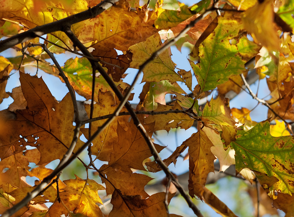 Листья желтые | Фотогалерея, Мариуполь