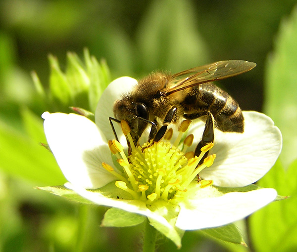 Как создавался мёд | Фотогалерея, Мариуполь