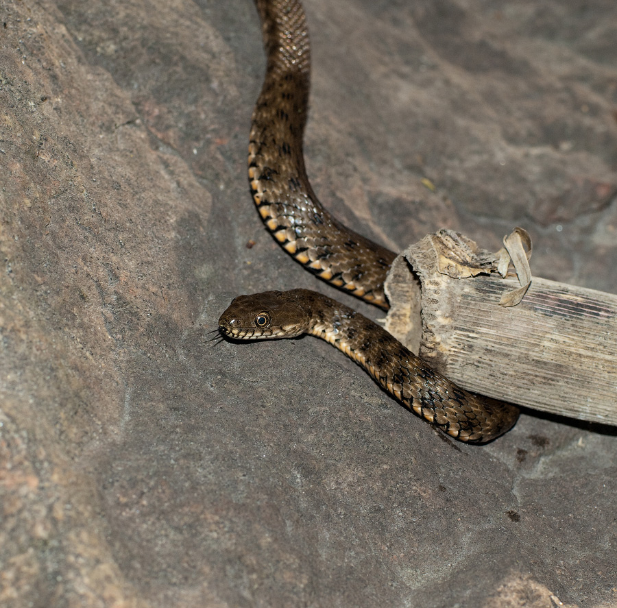 Первая вылазка на природу. Змея | Фотогалерея, Мариуполь