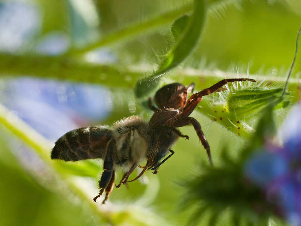 Макропаук, поедающий осу | Фотогалерея, Мариуполь
