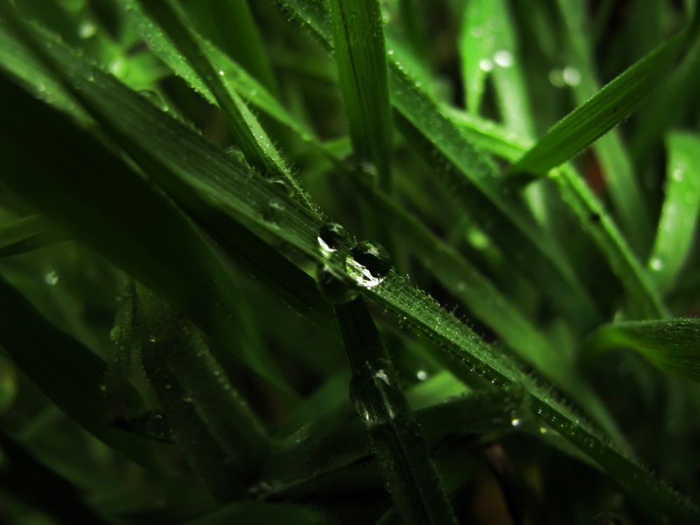 Зеленая, зеланя трава... | Фотогалерея, Мариуполь