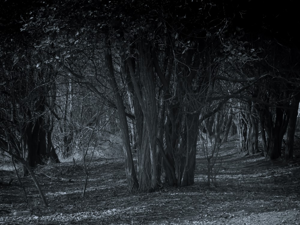 Темный лес | Фотогалерея, Мариуполь