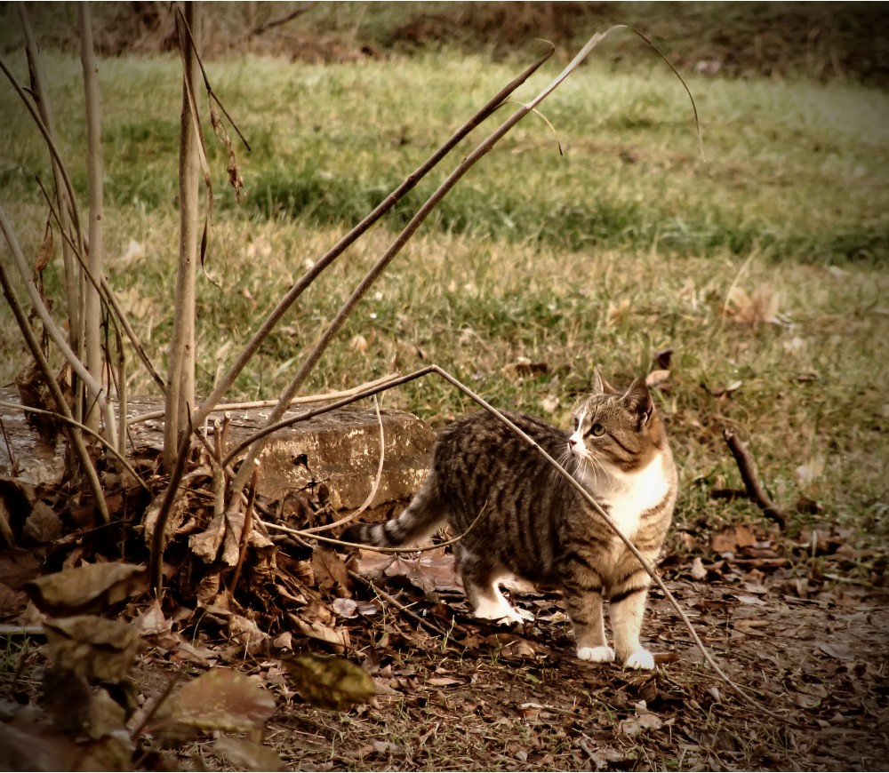 Опять коты | Фотогалерея, Мариуполь