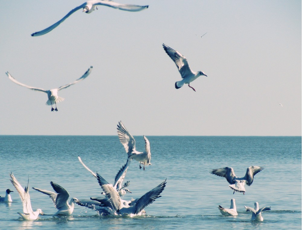 Азовские пташки | Фотогалерея, Мариуполь