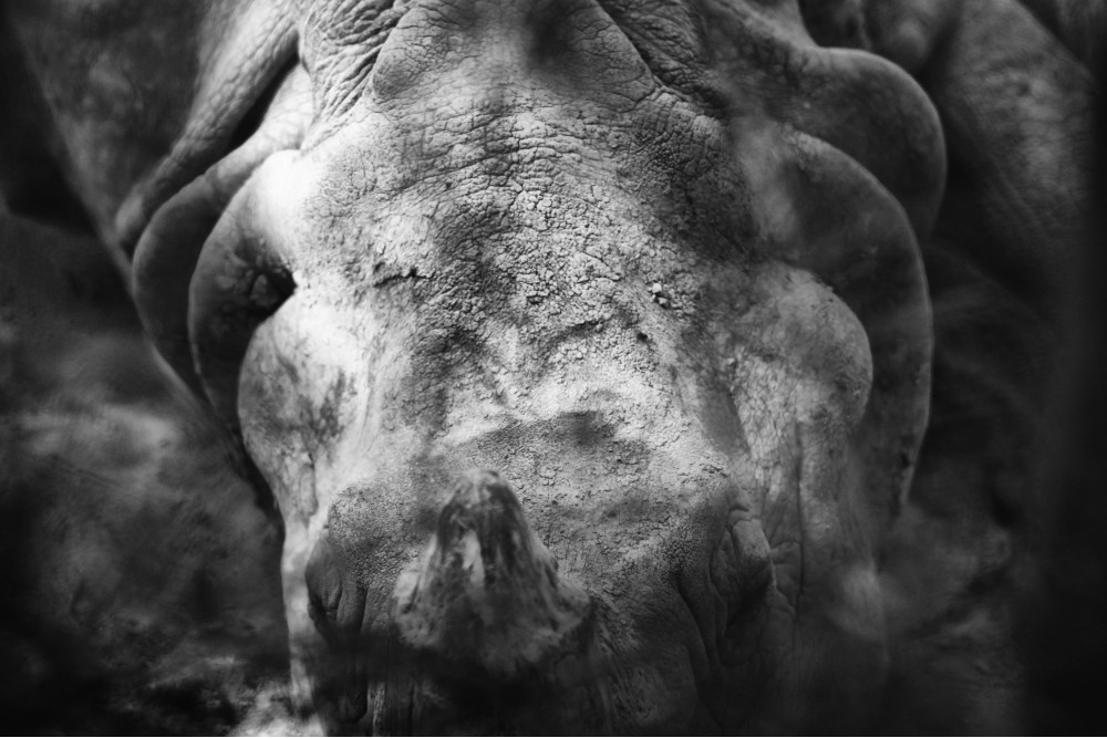 Носорог | Фотогалерея, Мариуполь