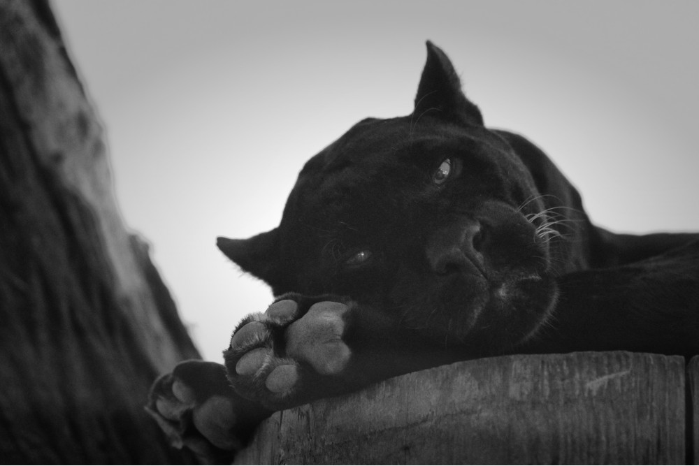Пантера | Фотогалерея, Мариуполь