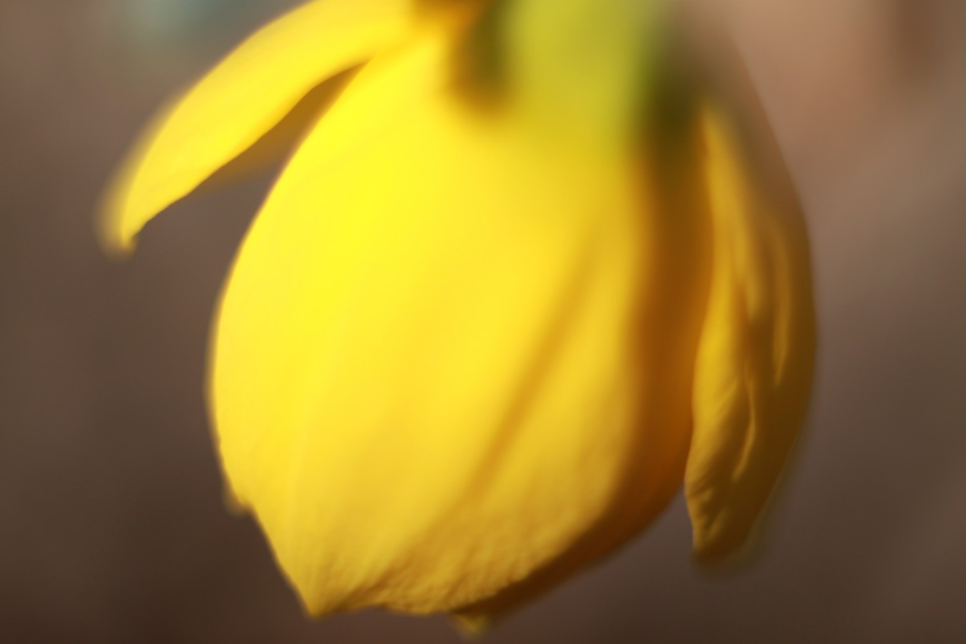 цветик | Фотогалерея, Мариуполь