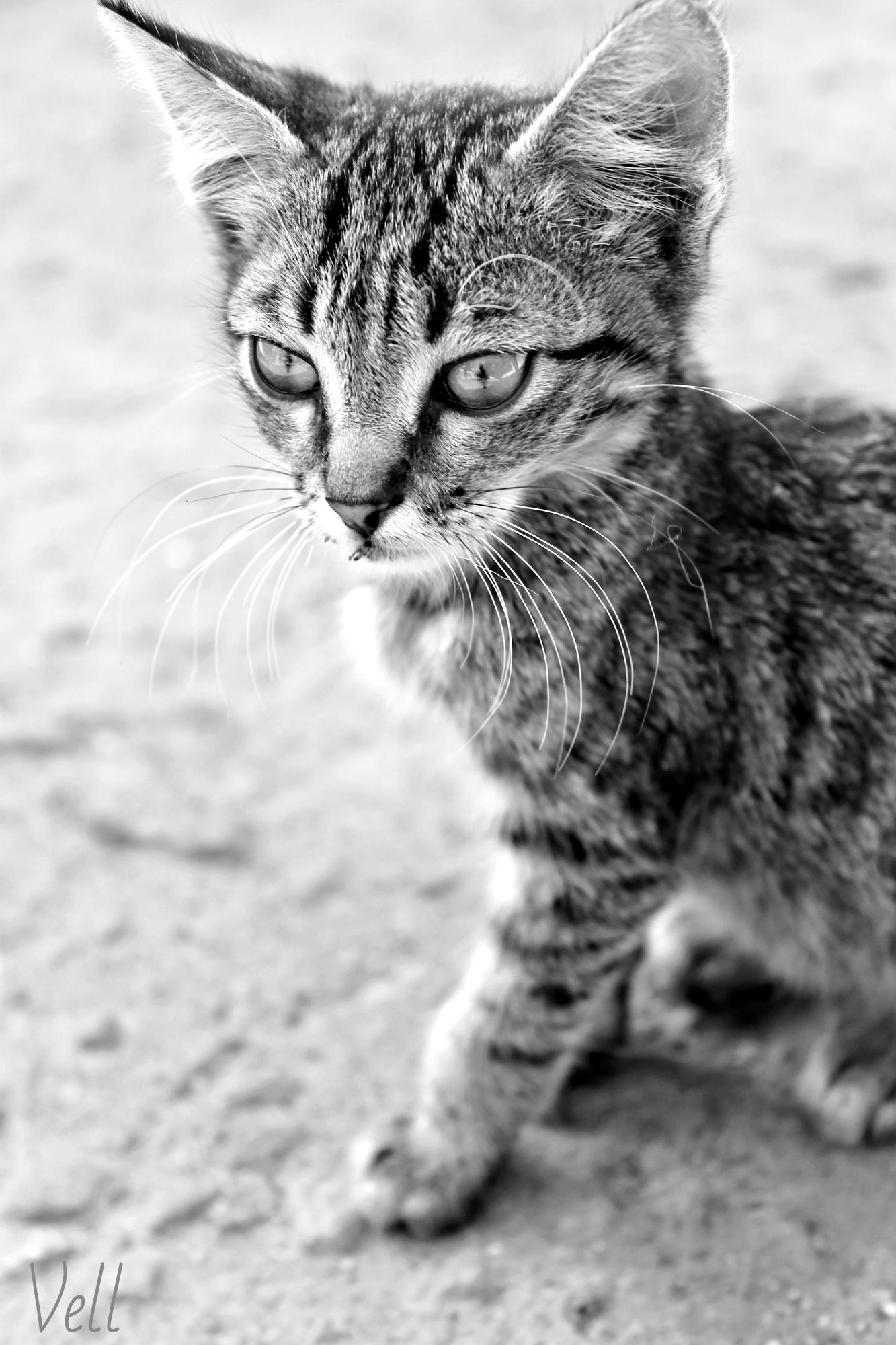 Кот | Фотогалерея, Мариуполь