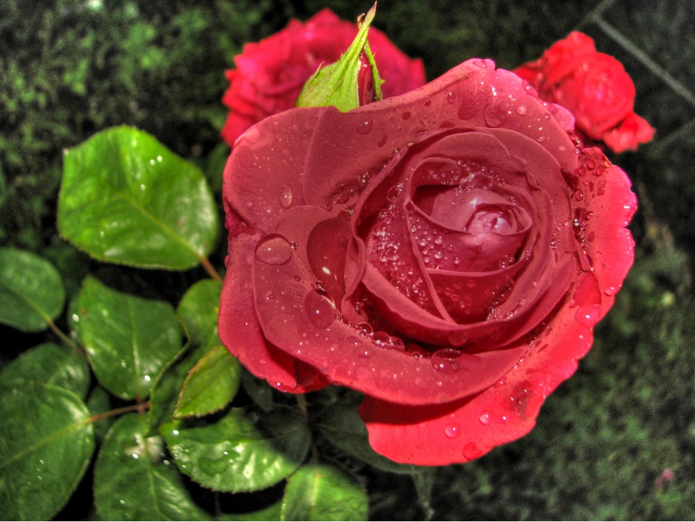 Роза | Фотогалерея, Мариуполь