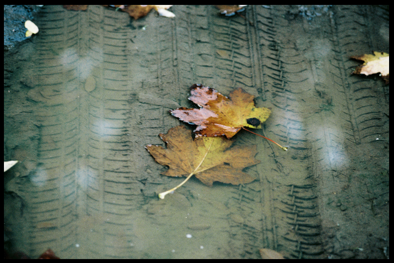 Осень падает с деревьев, кровью стекая в лужи...(с)  | Фотогалерея, Мариуполь