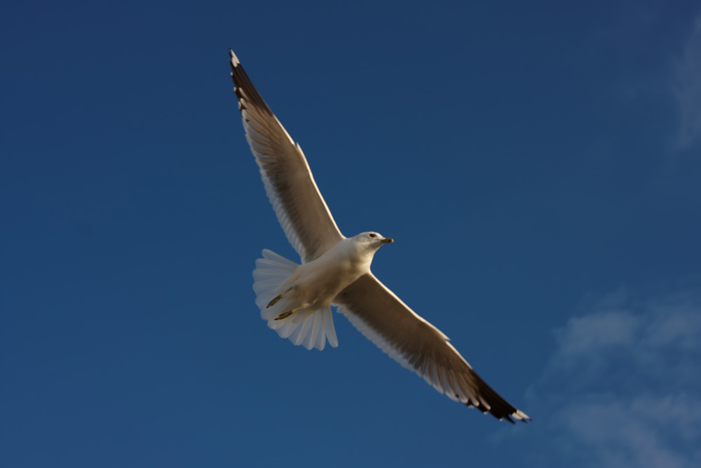 Птичка | Фотогалерея, Мариуполь
