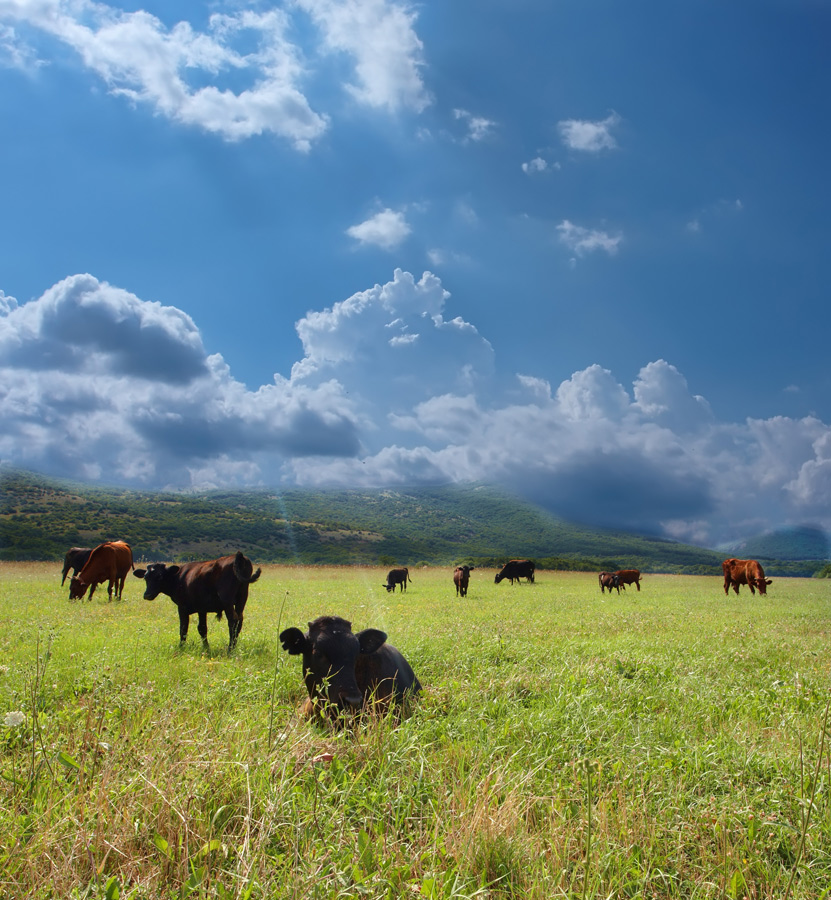Коровий пейзаж | Фотогалерея, Мариуполь