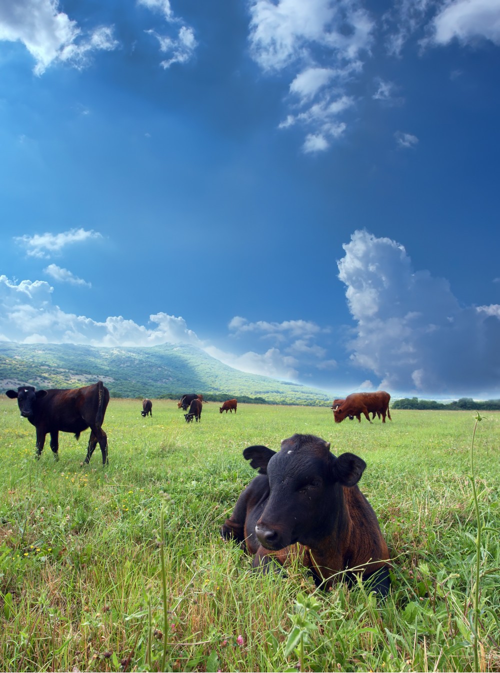 Коровье лето | Фотогалерея, Мариуполь