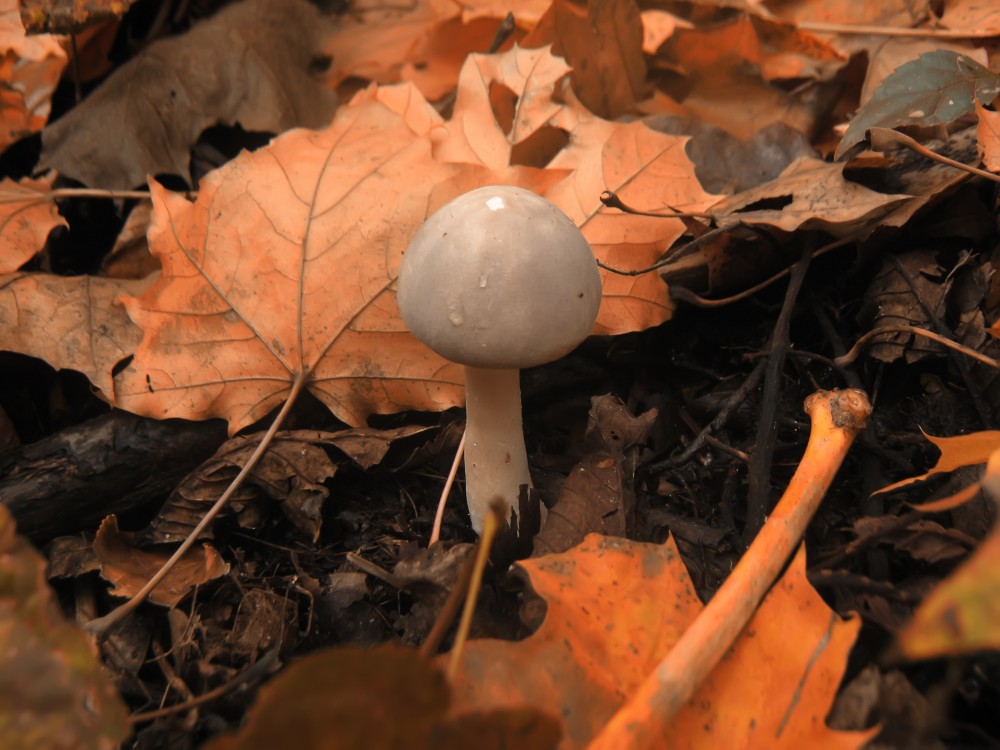 Запрятал гриб-красавец в листьях шляпку-зонт (с) | Фотогалерея, Мариуполь