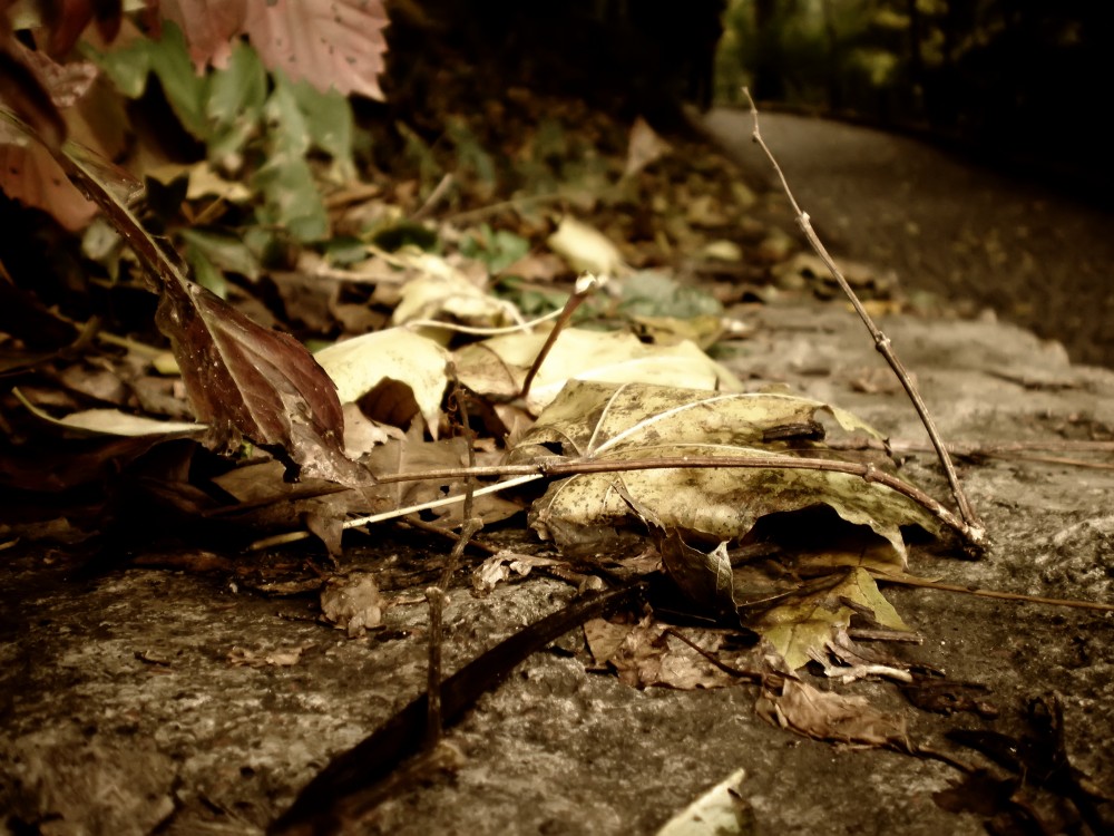 Листья разные бывают: есть которые летают, те что падают на землю, путь небесный неприемлют.(с) | Фотогалерея, Мариуполь