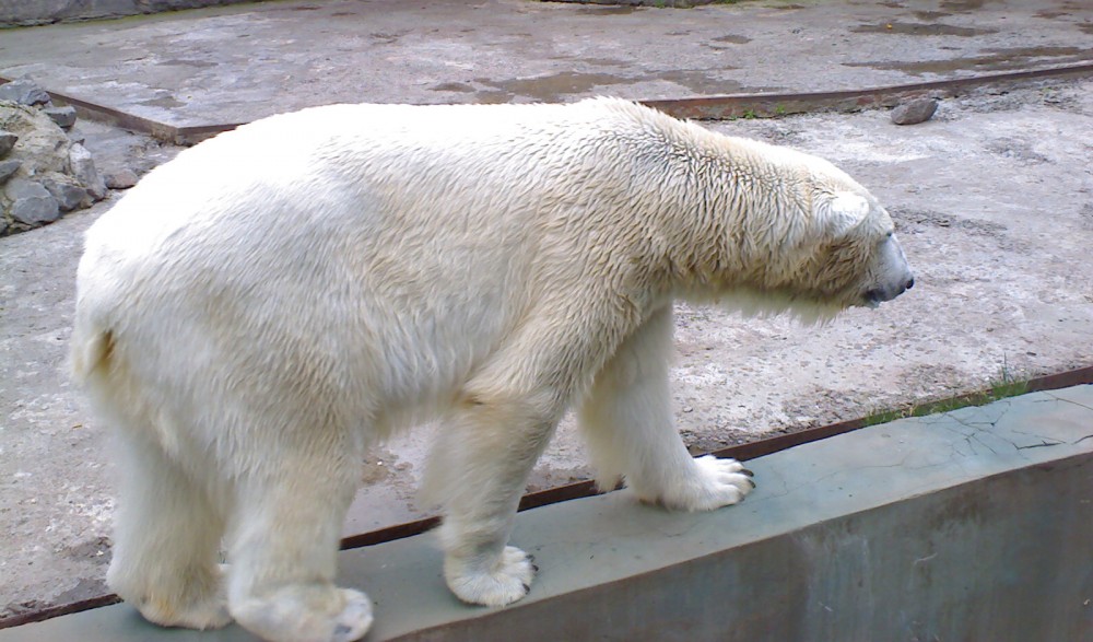 Белый медведь | Фотогалерея, Мариуполь