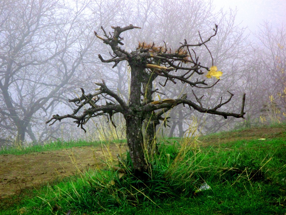 Зловещее дерево в тумане)) | Фотогалерея, Мариуполь
