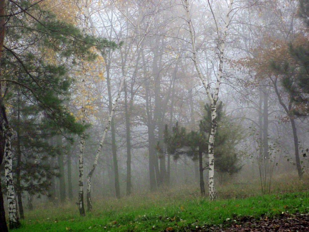 Березки в тумане)) | Фотогалерея, Мариуполь