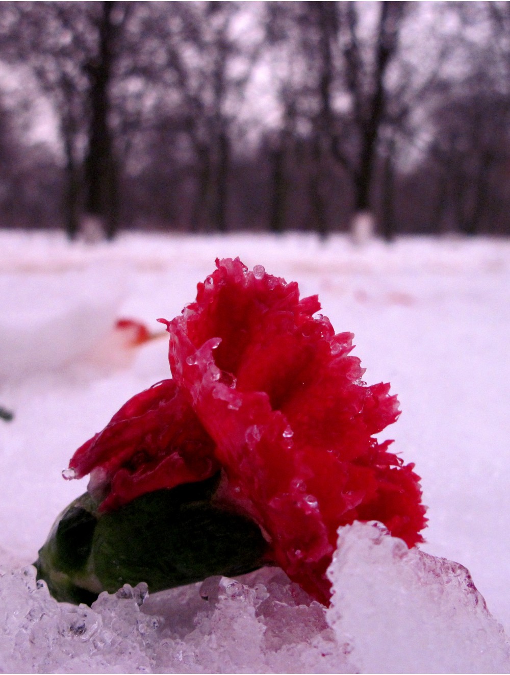 Замерзшая гвоздика)) | Фотогалерея, Мариуполь