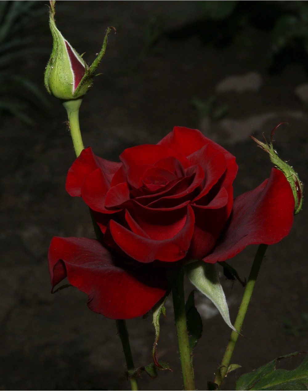роза | Фотогалерея, Мариуполь