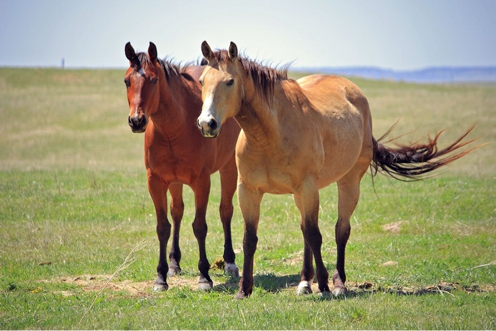 Not very wild horses | Фотогалерея, Мариуполь