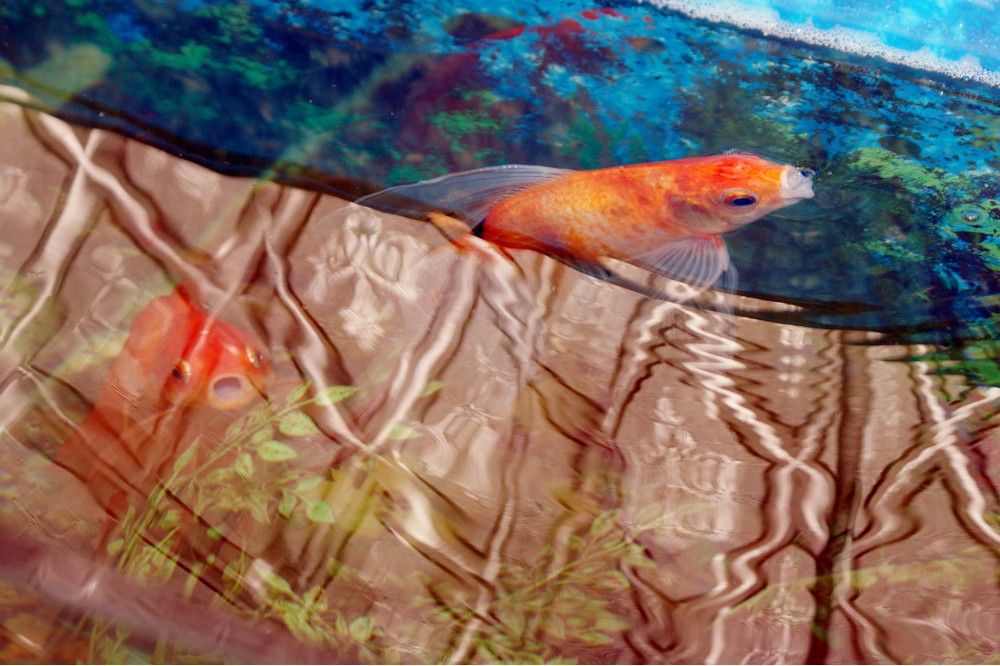 Золотые рыбки | Фотогалерея, Мариуполь