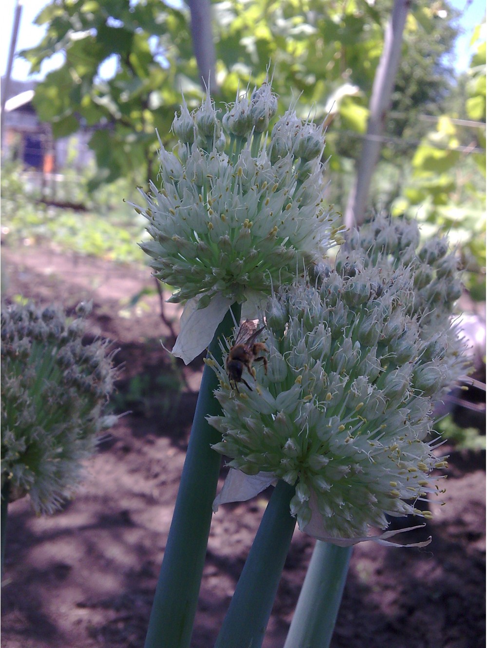 пчелка | Фотогалерея, Мариуполь