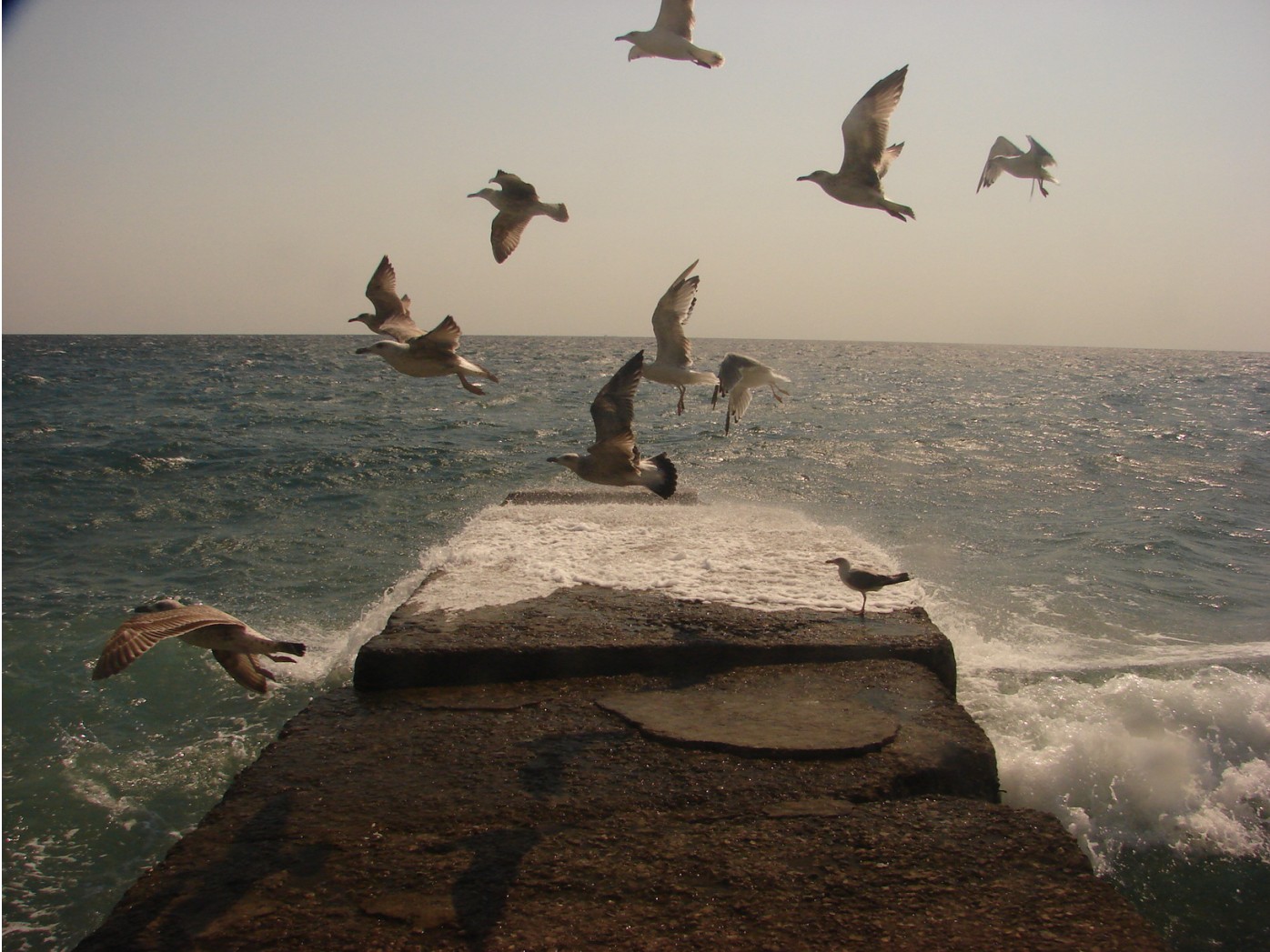 чайки | Фотогалерея, Мариуполь