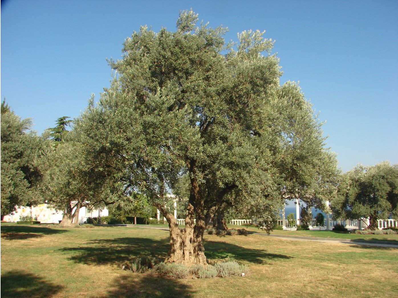 Оливковое дерево | Фотогалерея, Мариуполь