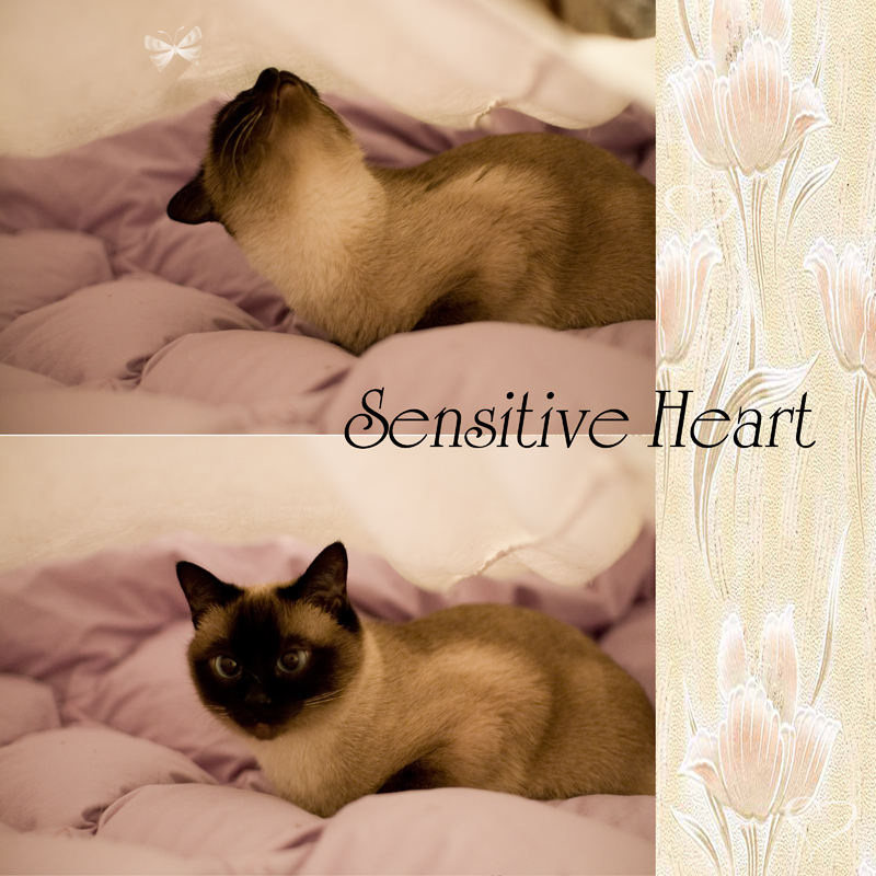Sensitive Heart | Фотогалерея, Мариуполь