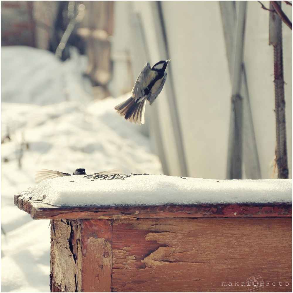 Зимовка | Фотогалерея, Мариуполь