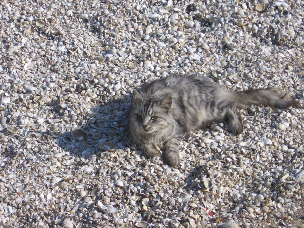 "Морской" котик | Фотогалерея, Мариуполь