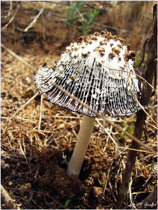 Вот такие у нас грибы | Фотогалерея, Мариуполь
