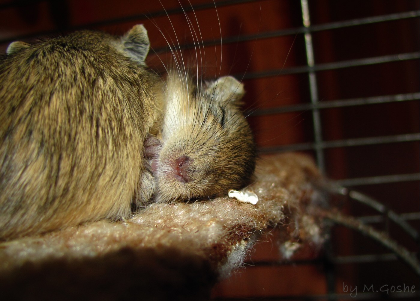 mice | Фотогалерея, Мариуполь