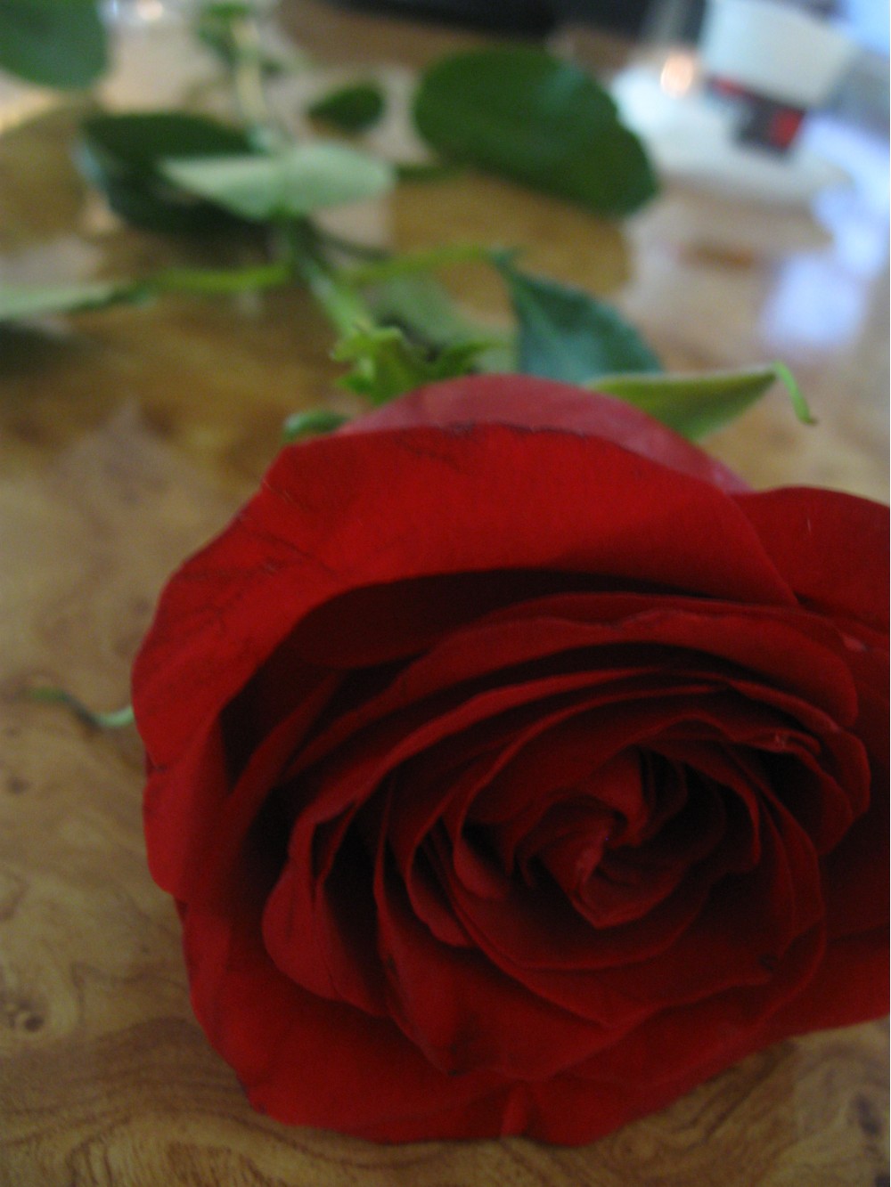 роза | Фотогалерея, Мариуполь