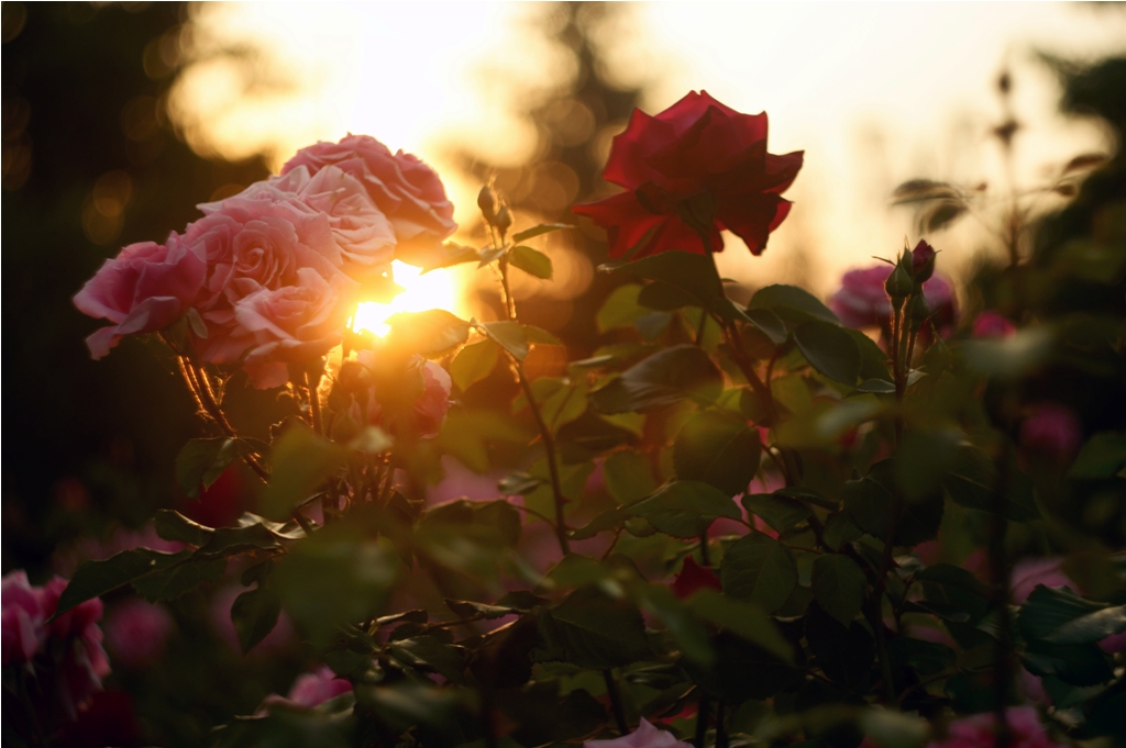 Вечерние розы | Фотогалерея, Мариуполь